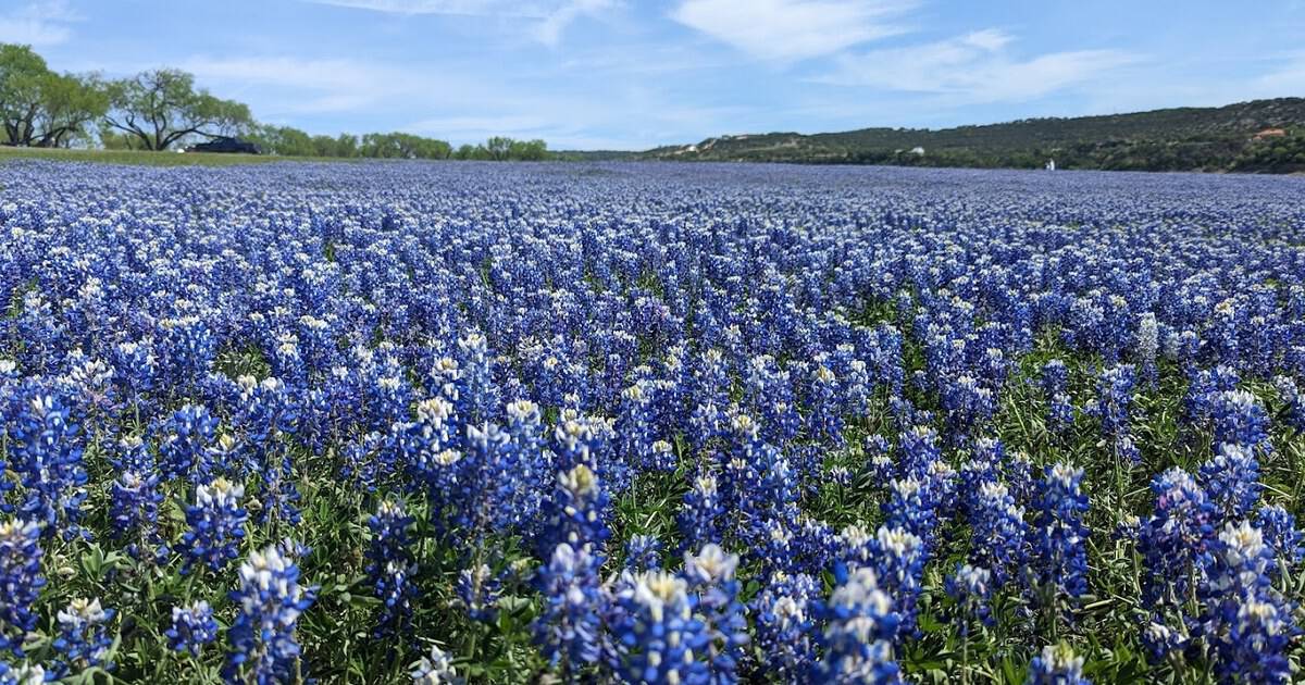 This Lakeside Texas Park Turns Into a Bluebonnet Paradise Every Spring