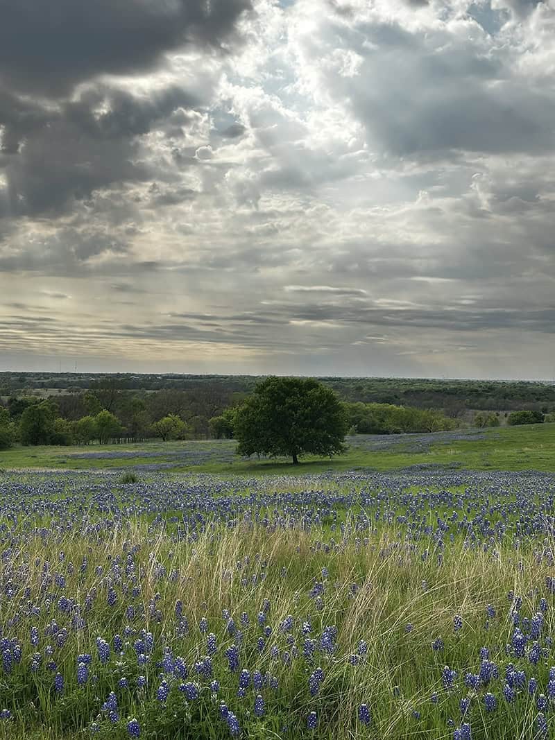 Bluebonnets in a rolling field with a lone oak tree near Ennis, Texas