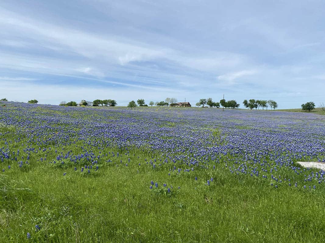 A wide field of bluebonnets under open sky along the Ennis Bluebonnet Trail in Texas