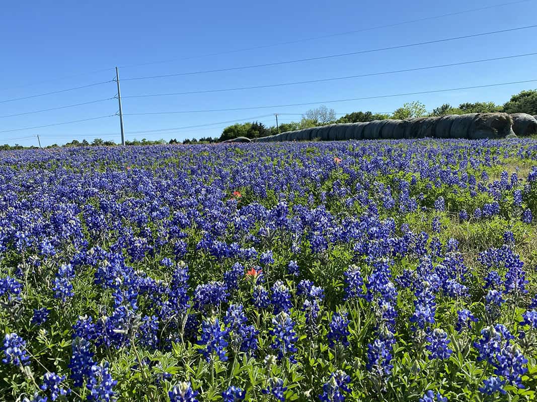 Bluebonnets blooming along a country road on the Ennis Bluebonnet Trail in Texas