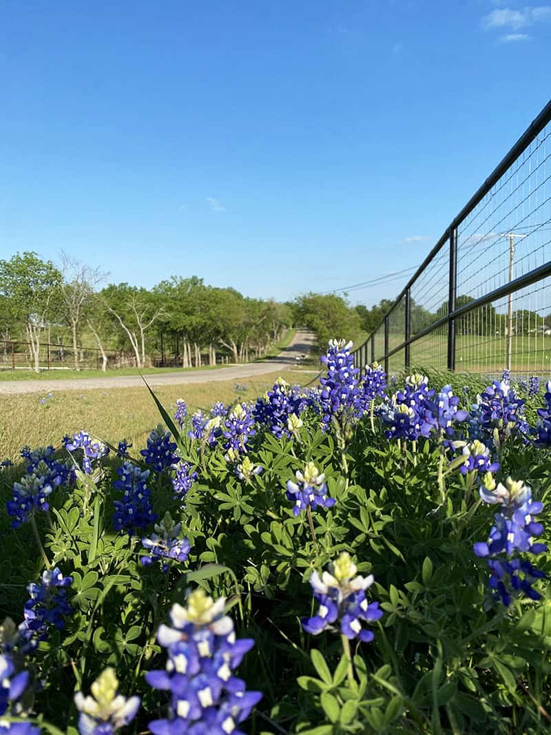 Bluebonnets blooming along a fence line beside a road on the Ennis Bluebonnet Trail in Texas
