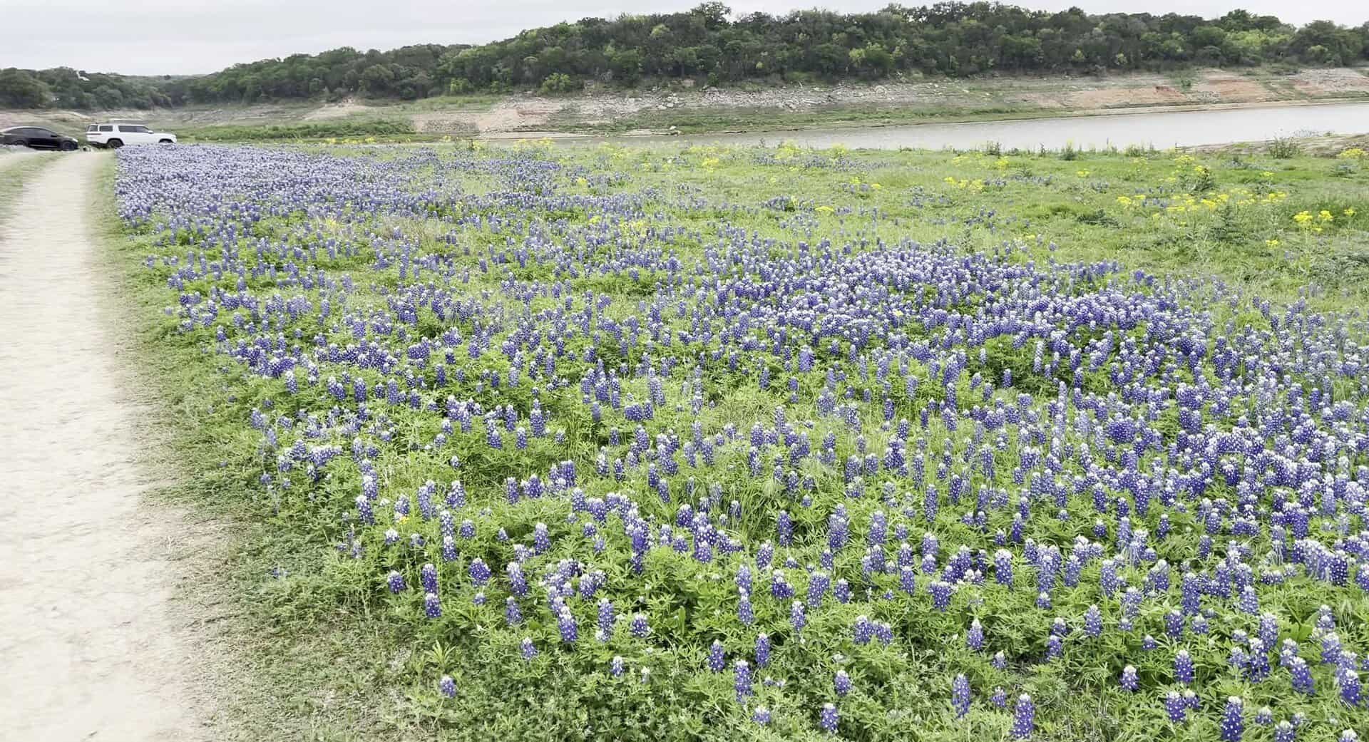 Bluebonnets lining a park path with Lake Travis behind at Muleshoe Bend