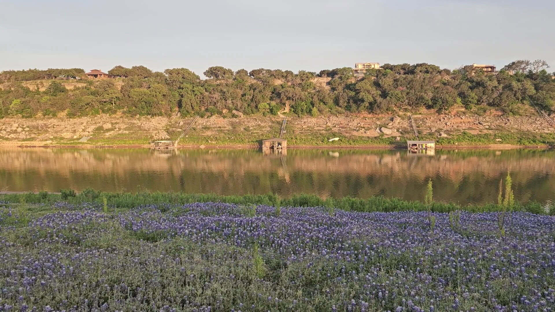 Bluebonnets growing right down to the Lake Travis shoreline at Muleshoe Bend