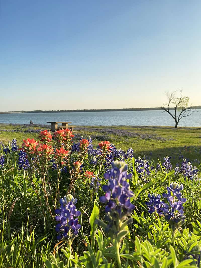 Bluebonnets and Indian paintbrush beside a lake at sunset near Ennis, Texas