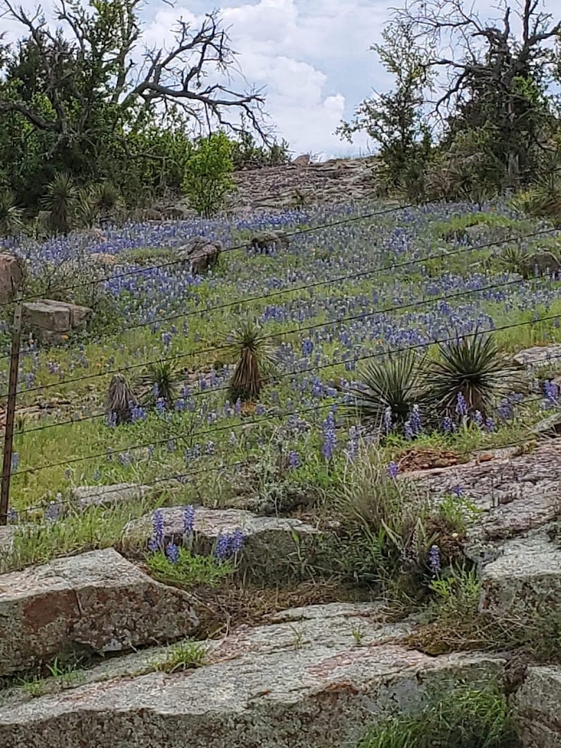 Bluebonnets blooming on pink granite outcrops along Willow City Loop near Fredericksburg, Texas
