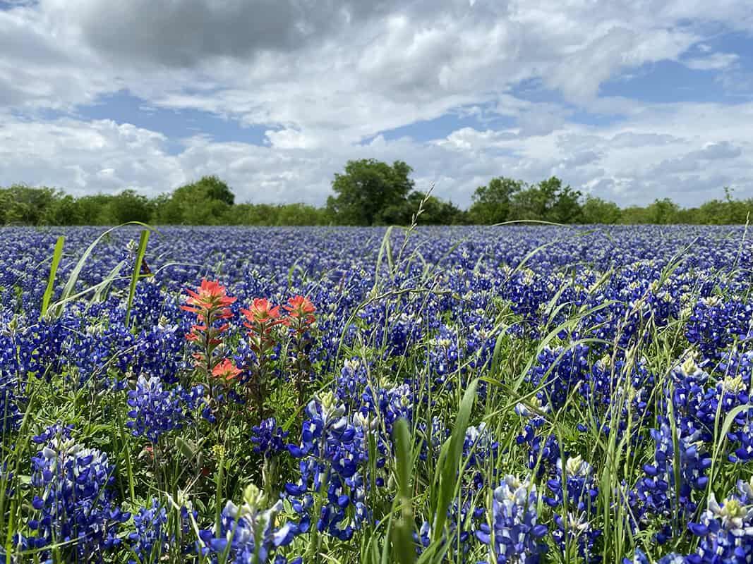 A field of bluebonnets and Indian paintbrush near Ennis, Texas