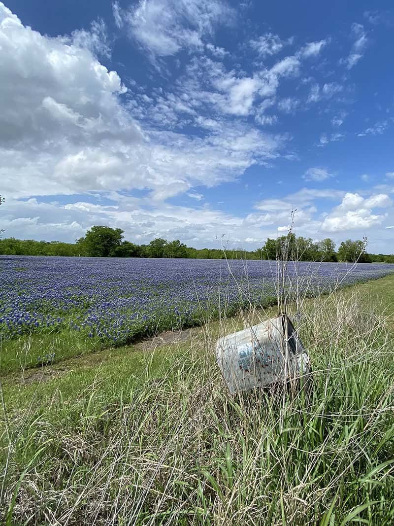 Bluebonnets blooming along a roadside fence under a cloudy sky near Ennis, Texas