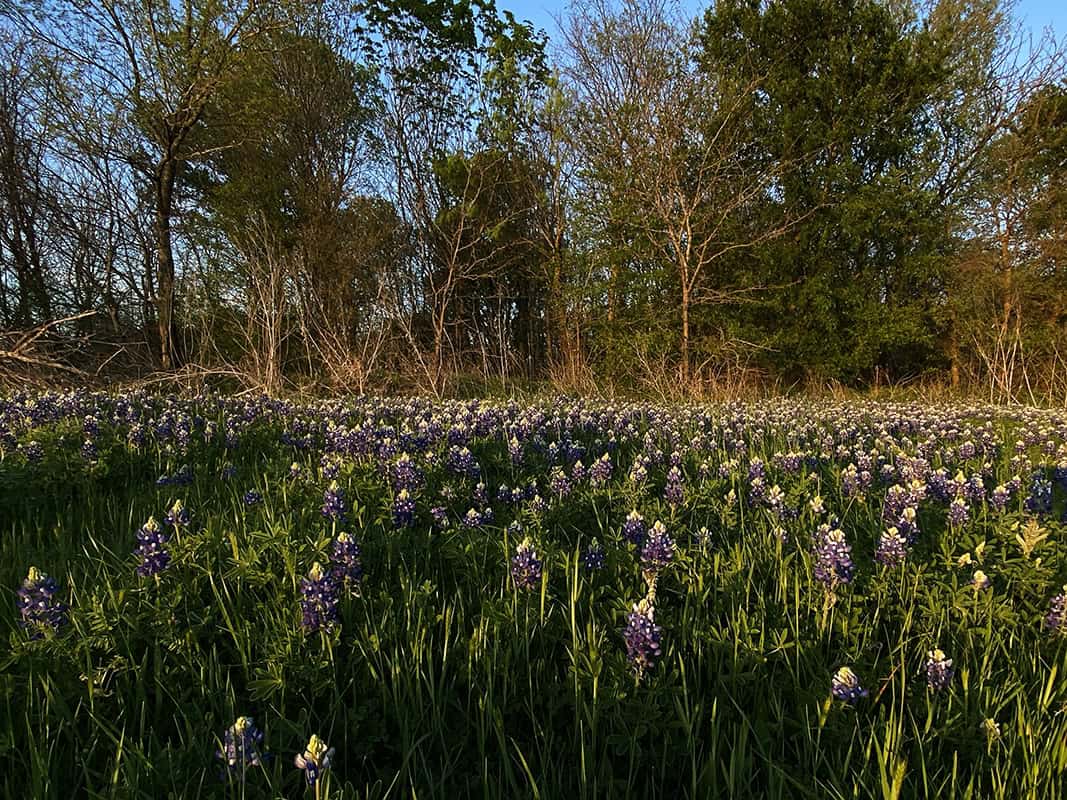 Bluebonnets blooming at the edge of woods in golden evening light near Ennis, Texas