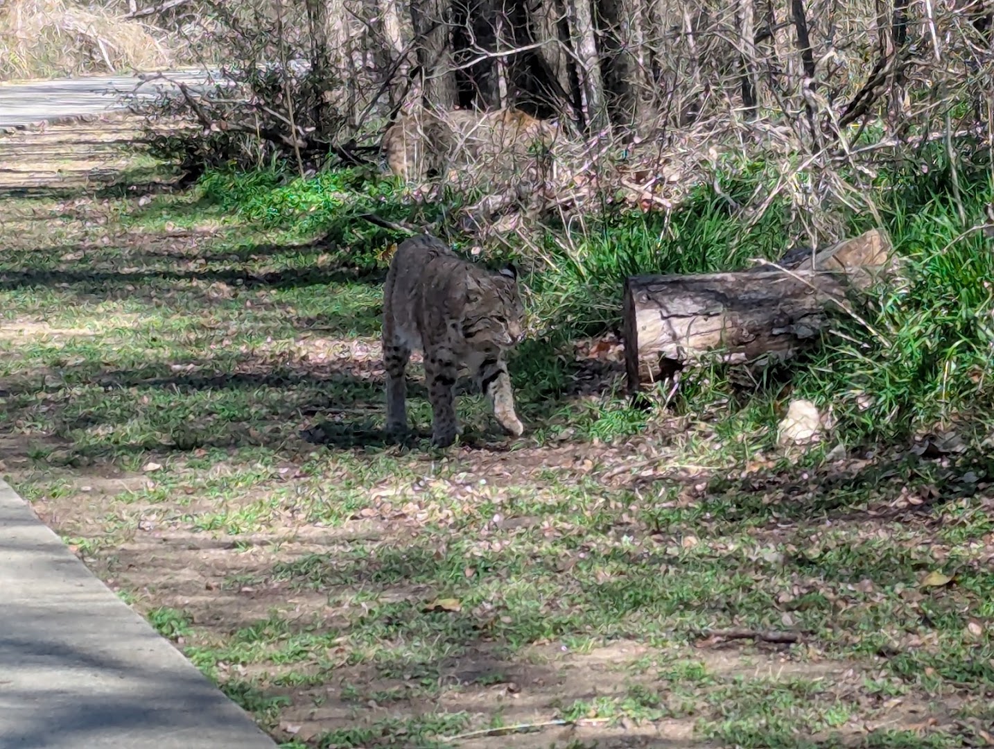 A bobcat in the woods at River Legacy Park in Arlington