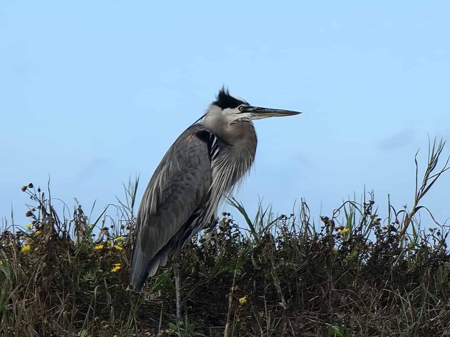 Great blue heron on the shore at Boca Chica Beach, Texas
