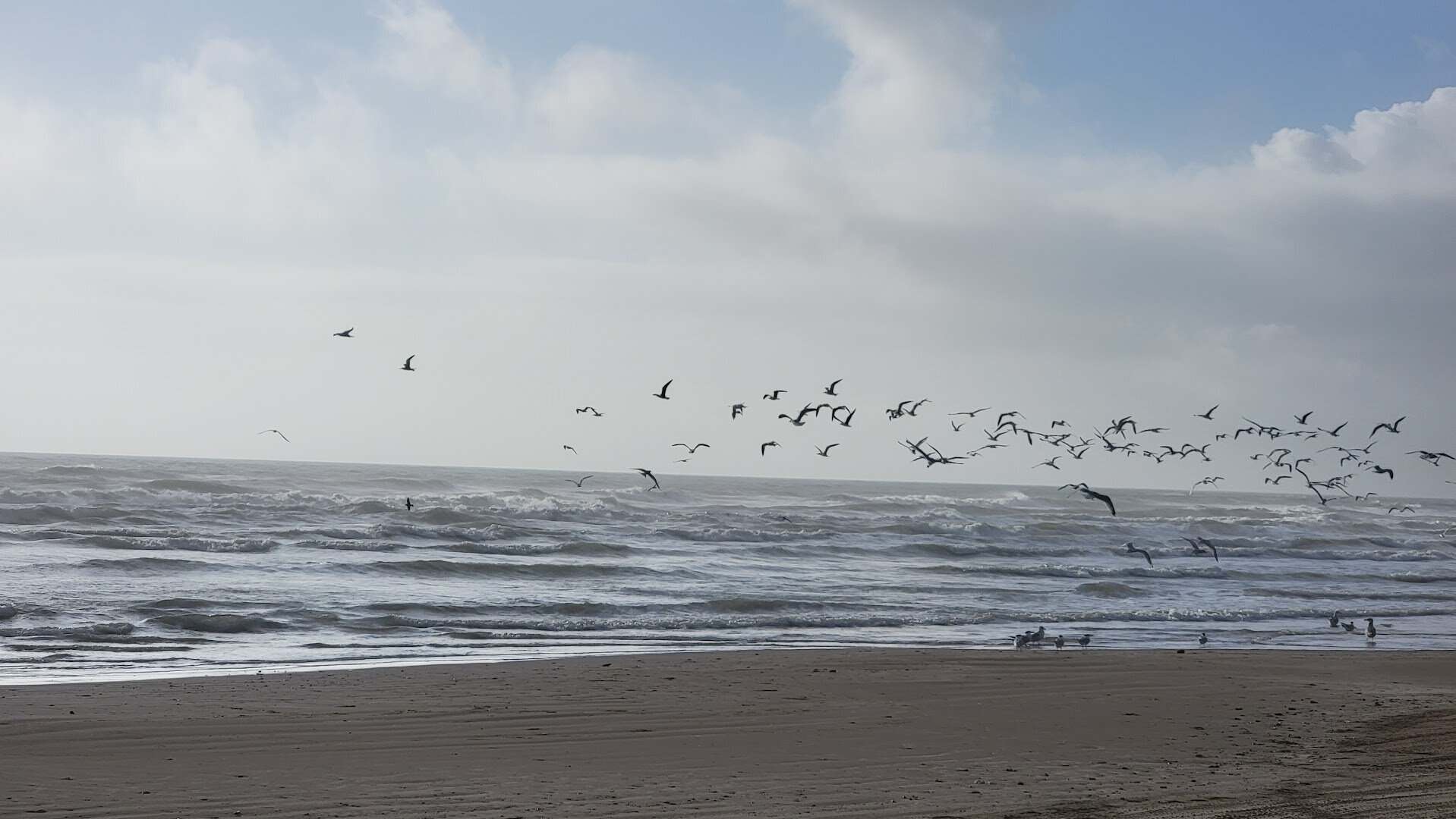 Shorebirds gathered on the sand at Boca Chica Beach, Texas