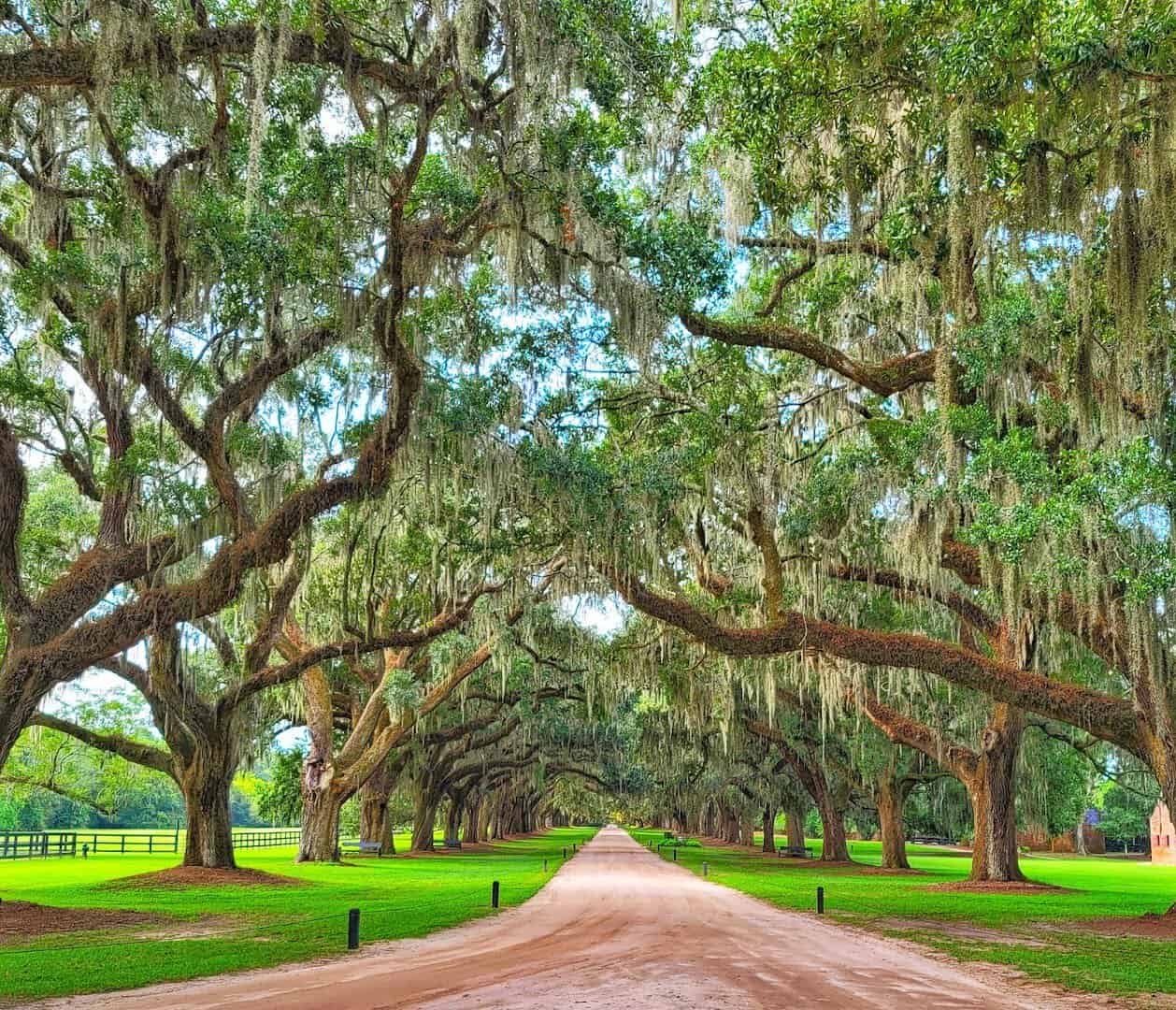 The live oak canopy arching over the Avenue of Oaks at Boone Hall in Mount Pleasant, SC