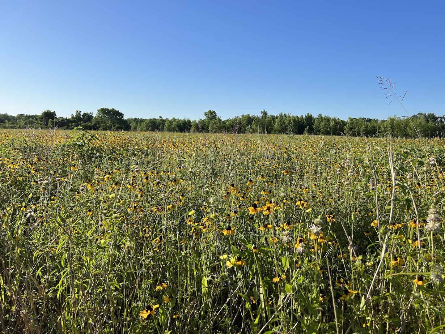 Open meadow with wildflowers under a big sky at Brazos River Park in Sugar Land, Texas