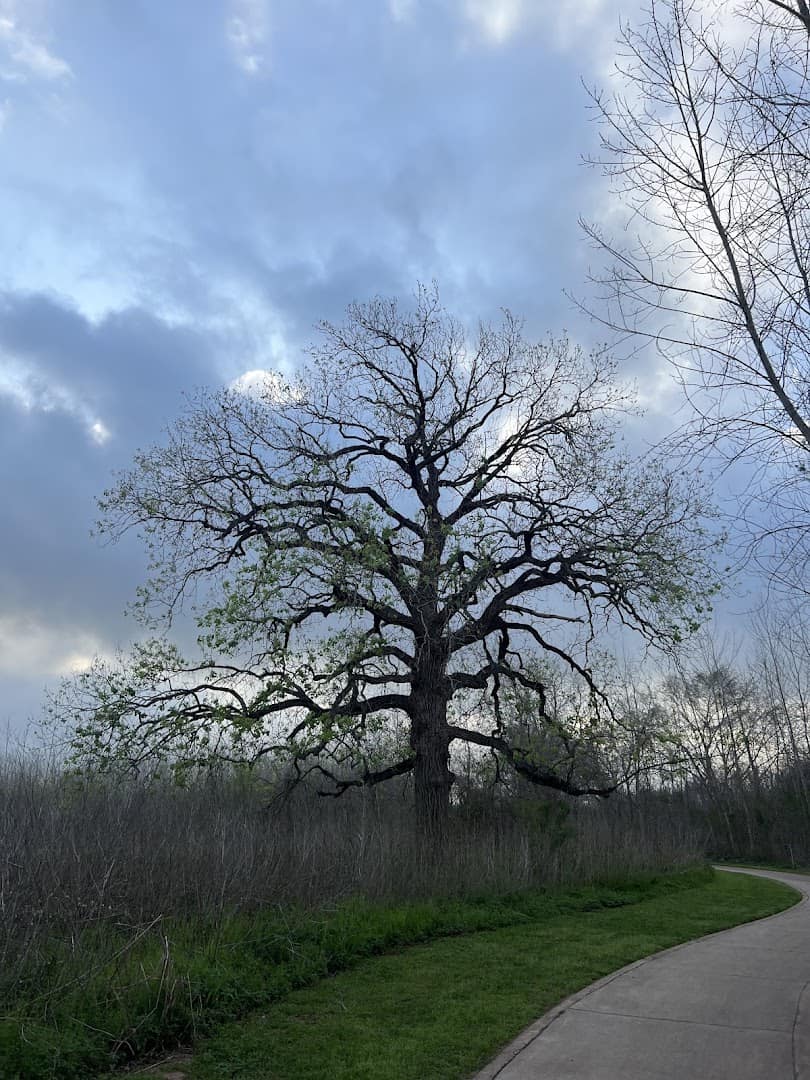 Paved trail curving past a large oak at Brazos River Park in Sugar Land, Texas