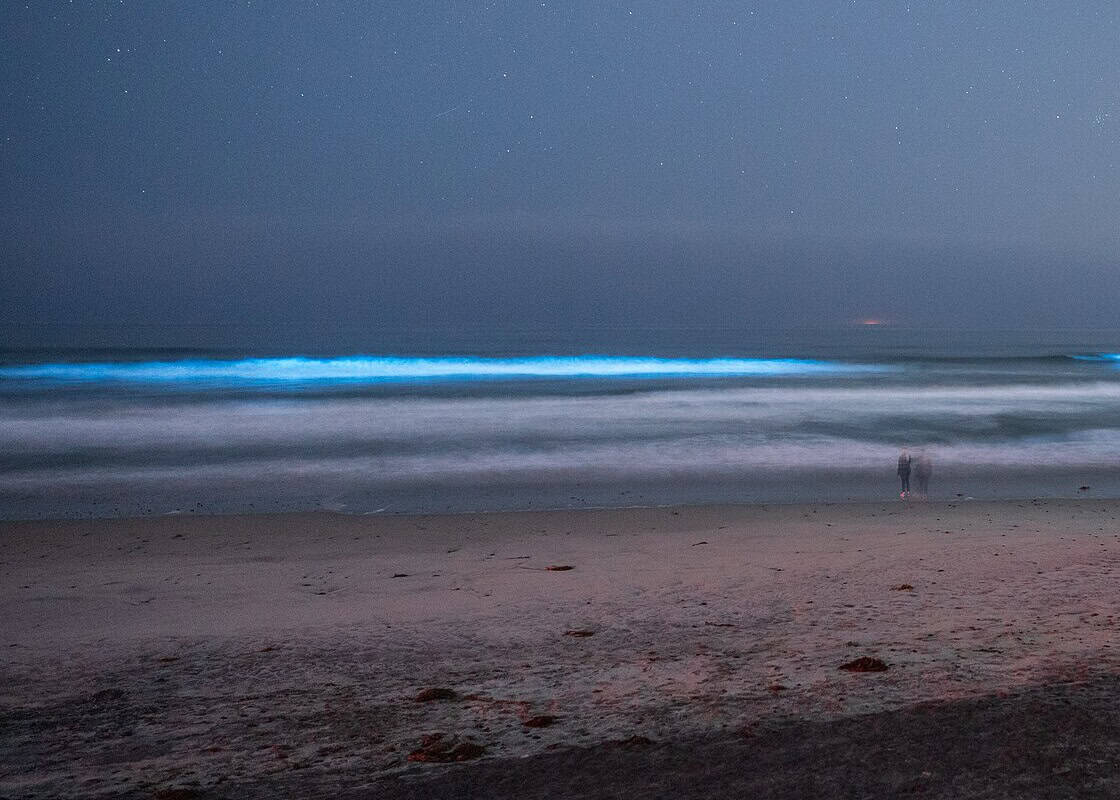 A breaking wave glowing bright blue with bioluminescence at night