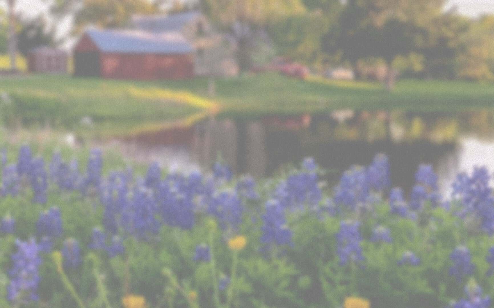 Bluebonnets blooming in front of a red barn in the countryside near Brenham, Texas