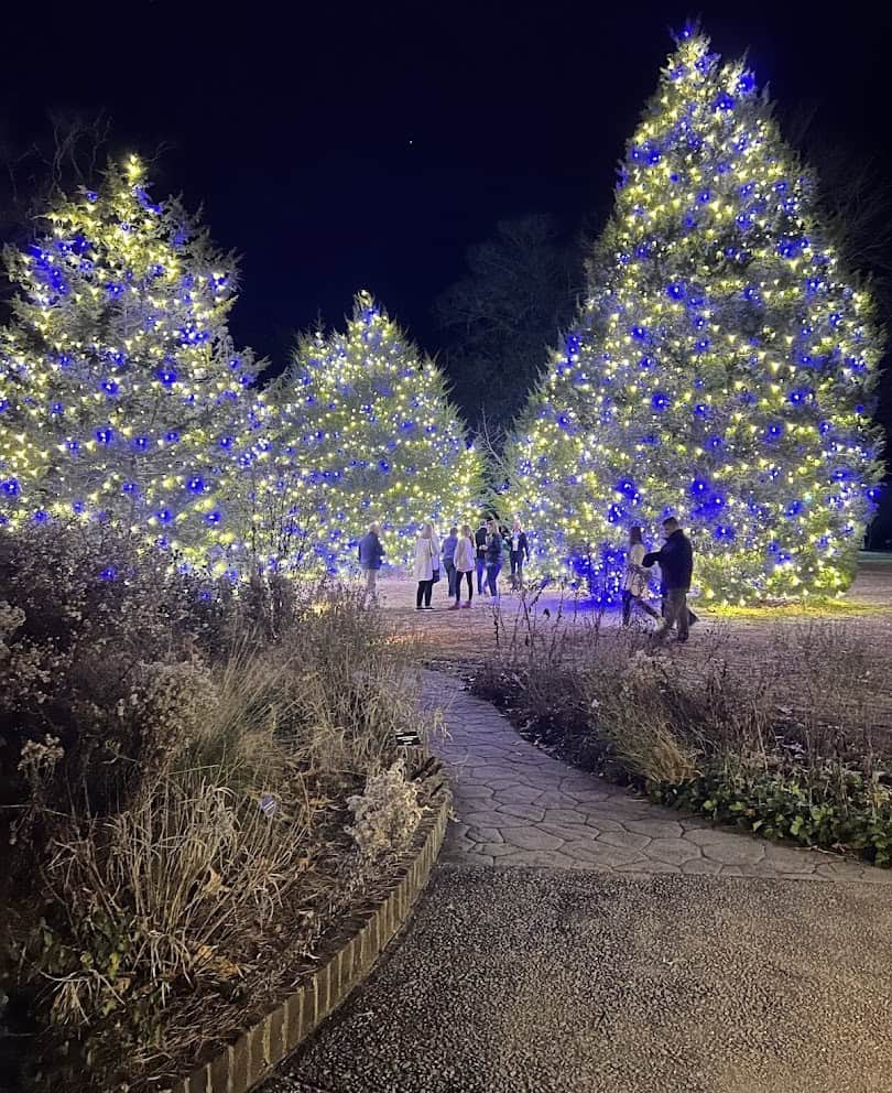 Large Christmas trees lit in blue and white at night at Brookgreen Gardens, Murrells Inlet, South Carolina