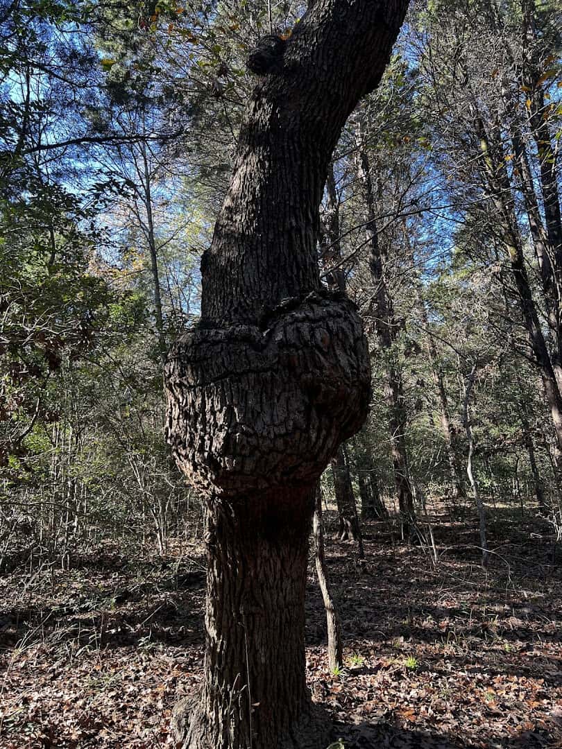 The gnarled Burlwood tree along the wooded Wolfpen trail at Purtis Creek State Park