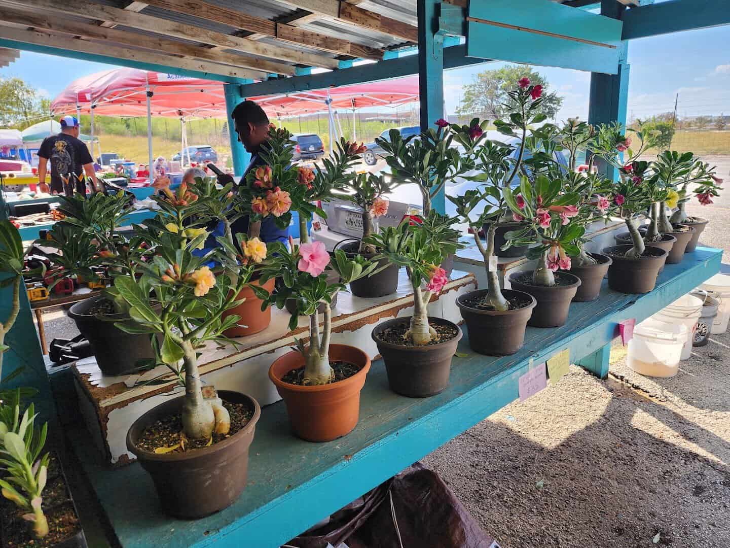 Potted plants for sale at Bussey's Flea Market in Schertz, Texas