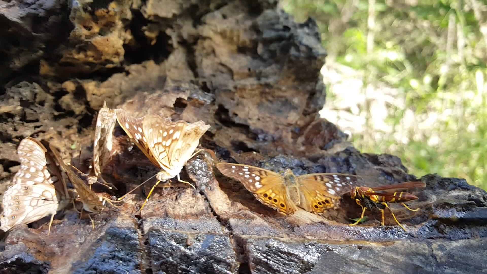 Several butterflies feeding together on a log at the National Butterfly Center in Mission, Texas