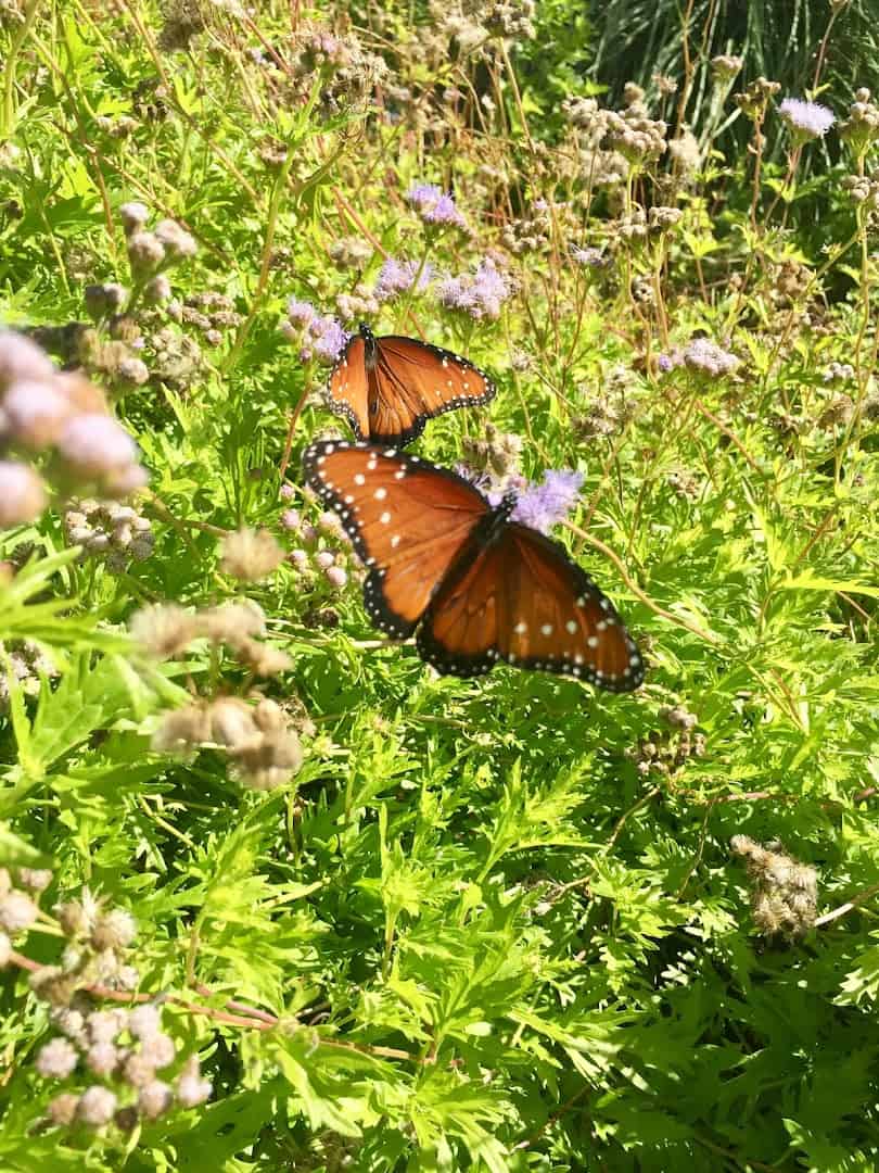 Butterfly on wildflowers in the butterfly garden at the McAllen Nature Center