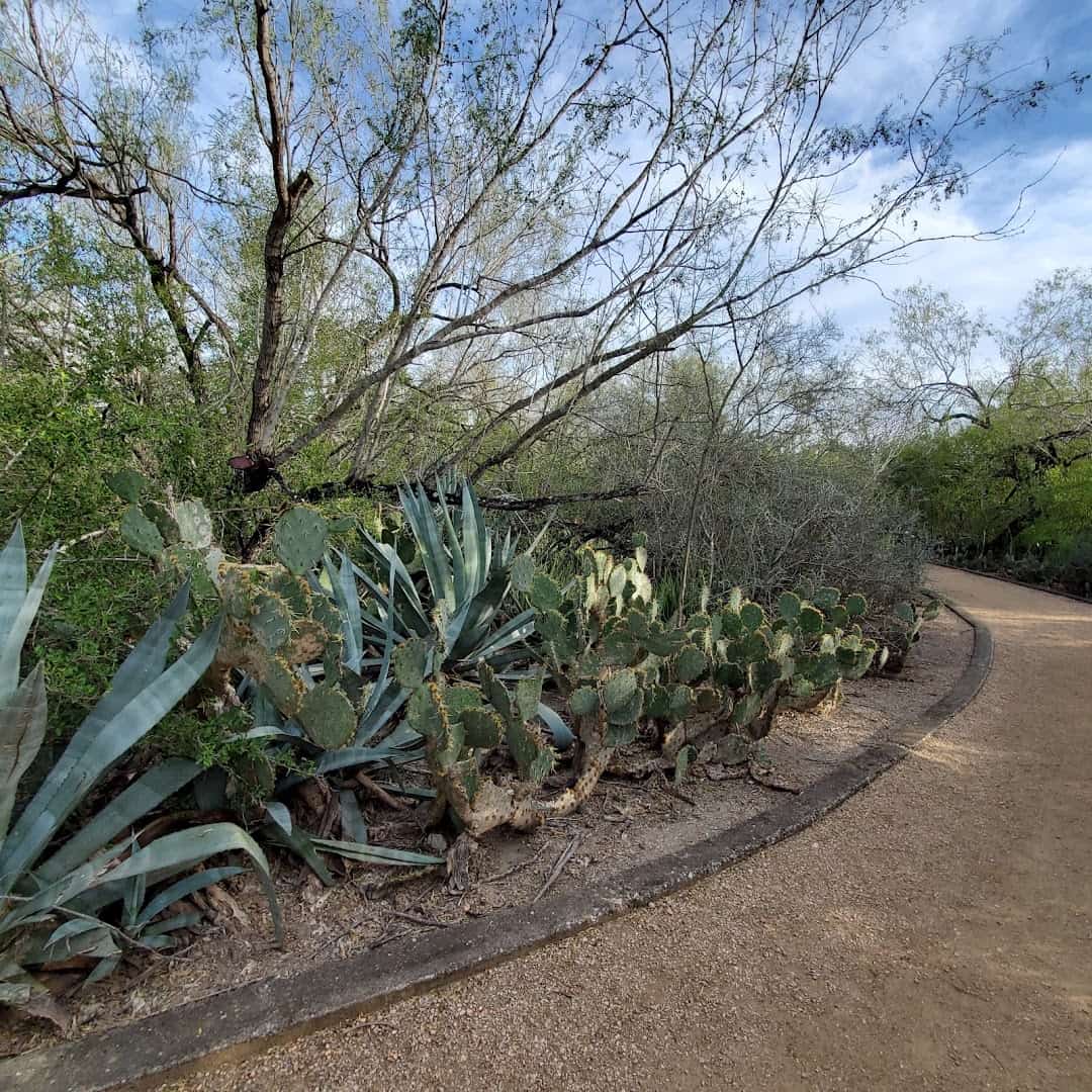 Trail lined with prickly pear cactus at the McAllen Nature Center