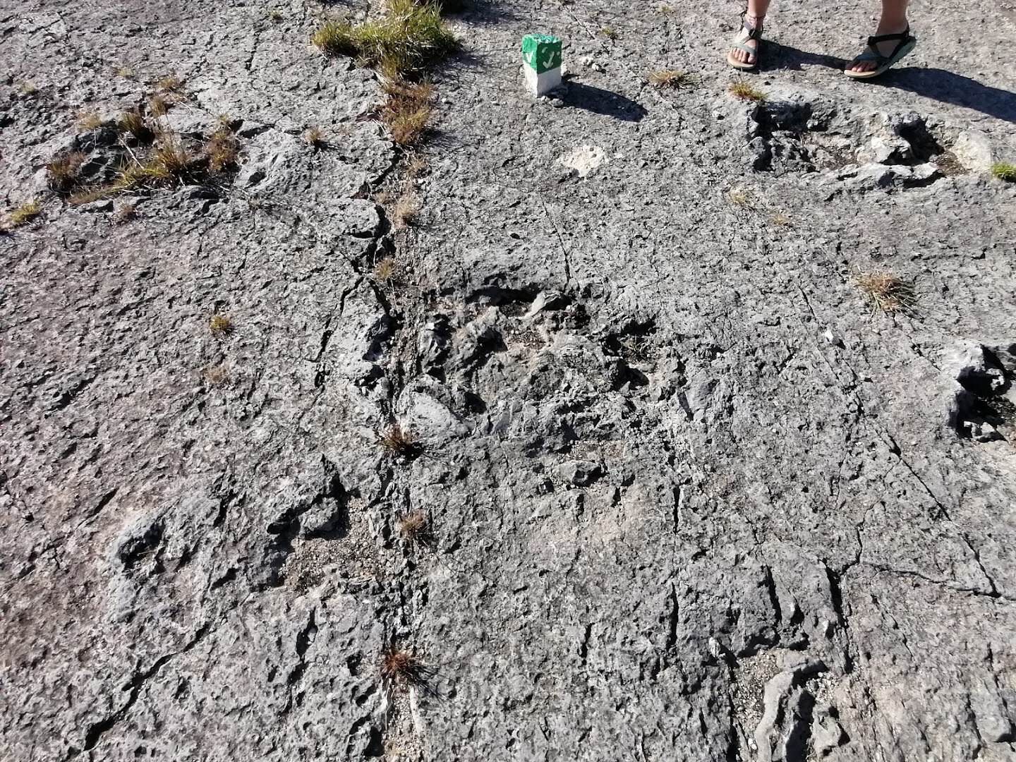 Dinosaur tracks in the exposed rock at Canyon Lake Gorge
