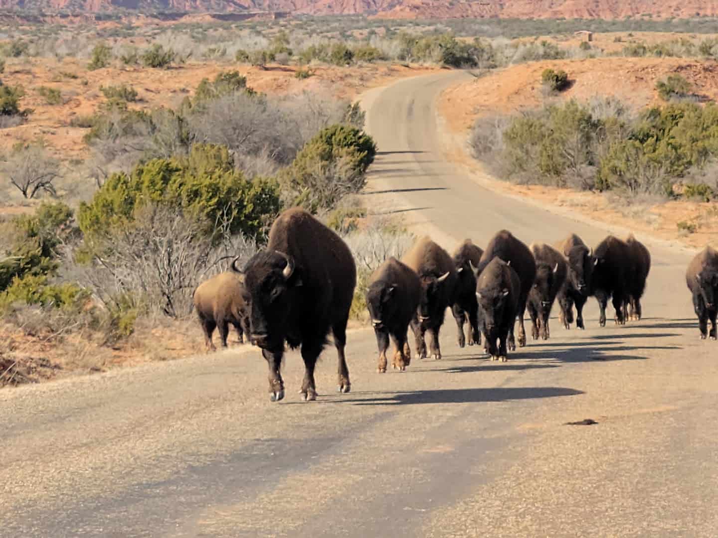 The Texas State Bison Herd walking the park road at Caprock Canyons State Park, Texas