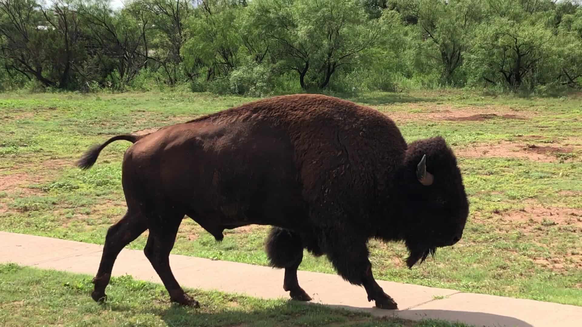 A bison from the Official Texas State Bison Herd at Caprock Canyons State Park, Texas