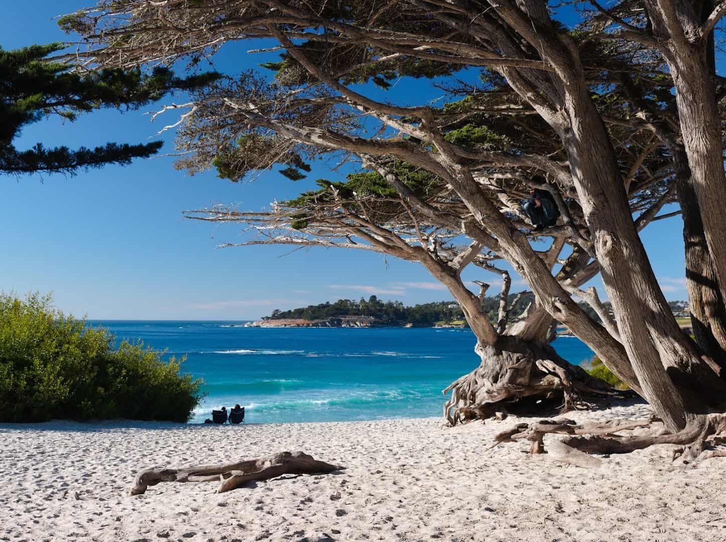 Cypress trees over the turquoise cove at Carmel Beach, California