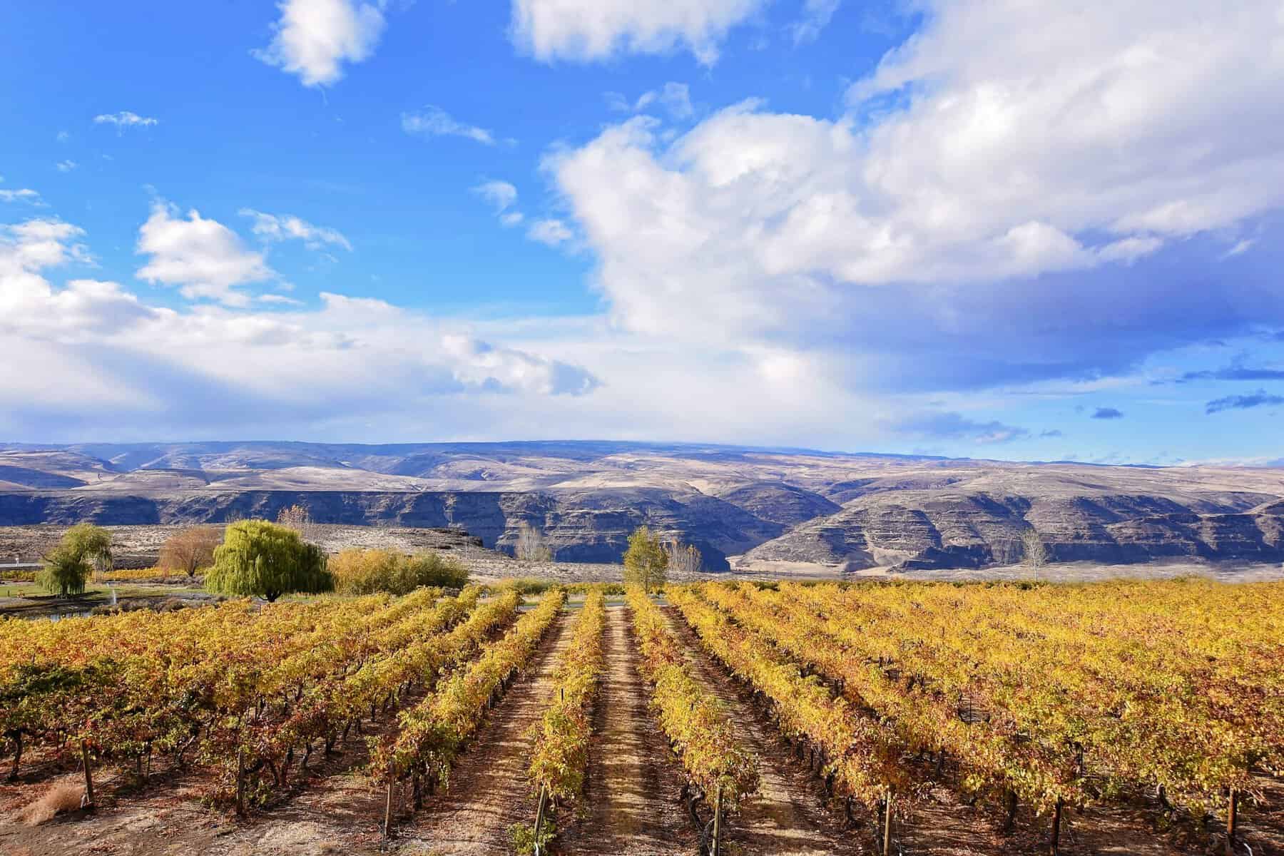 Vineyard above the Columbia River gorge at Cave B Estate Winery in Quincy, Washington