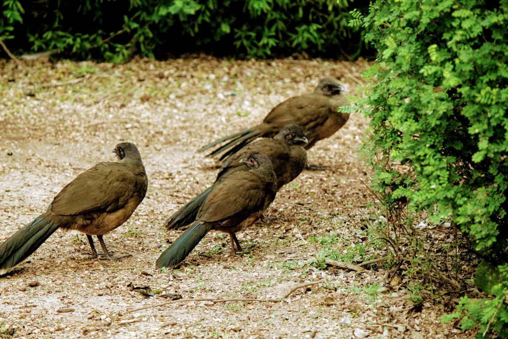 Plain chachalacas in the thorn scrub at Edinburg Scenic Wetlands in Edinburg, Texas
