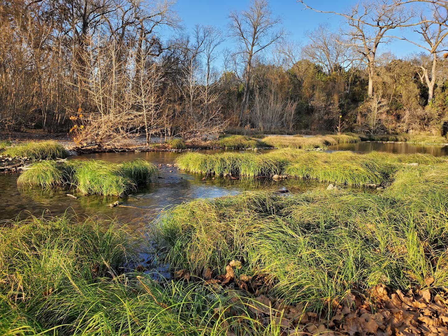 Bare winter trees and green sedge along the Lampasas River at Chalk Ridge Falls Park near Belton, Texas