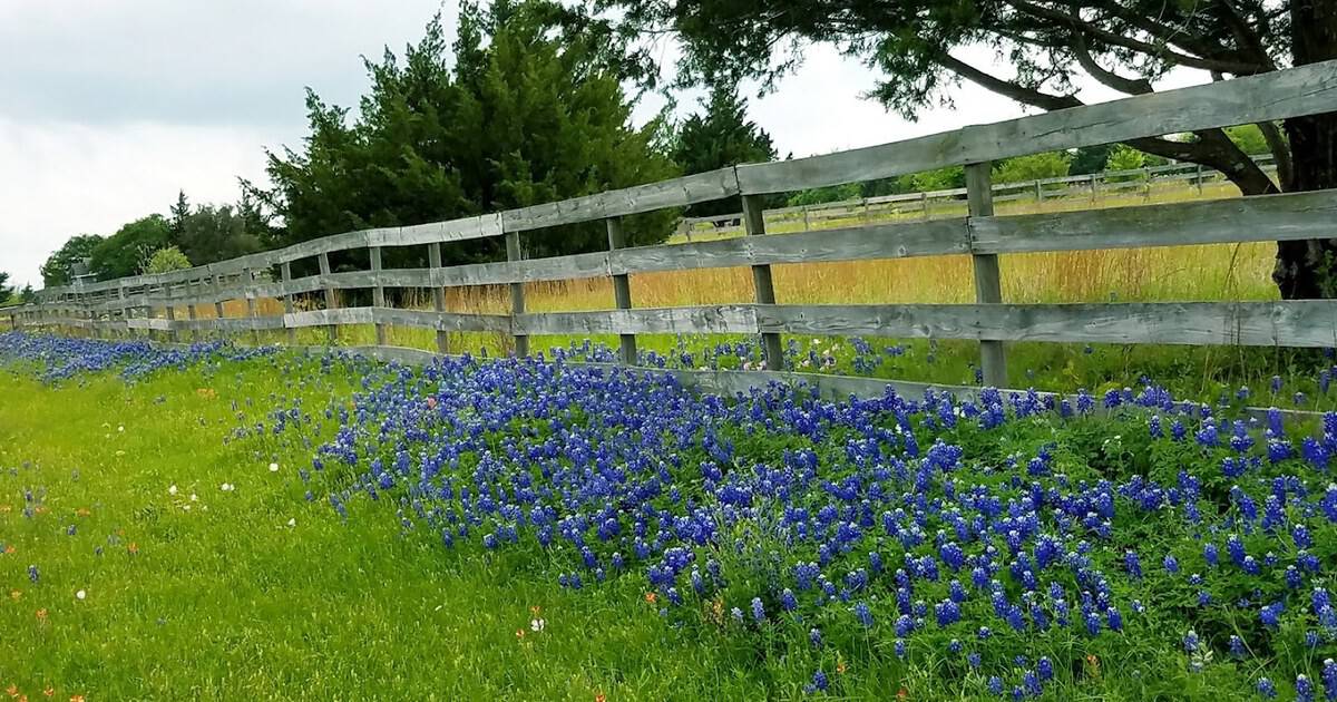 This Peaceful Texas Town Comes Alive Every Spring in a Sea of Bluebonnets