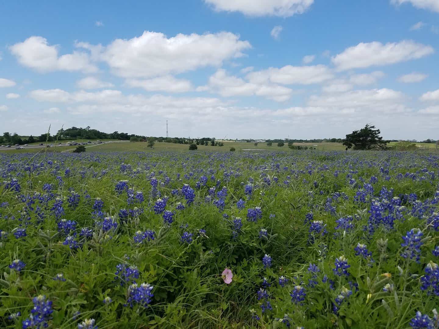 A wide field of Texas bluebonnets in bloom near Chappell Hill
