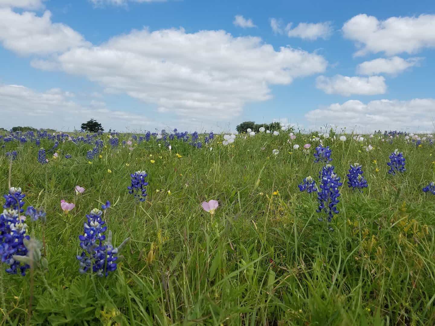 Bluebonnets and pink primrose covering a spring field near Chappell Hill, Texas