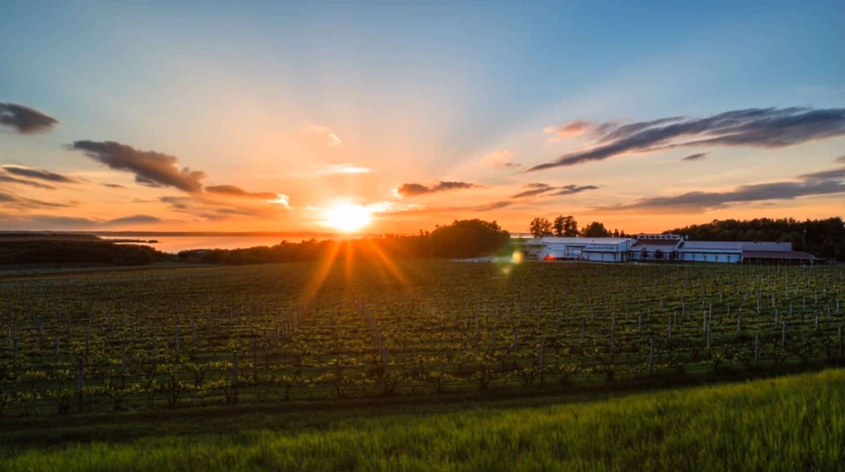 Sunset over the vineyard and Grand Traverse Bay at Chateau Grand Traverse in Traverse City, Michigan
