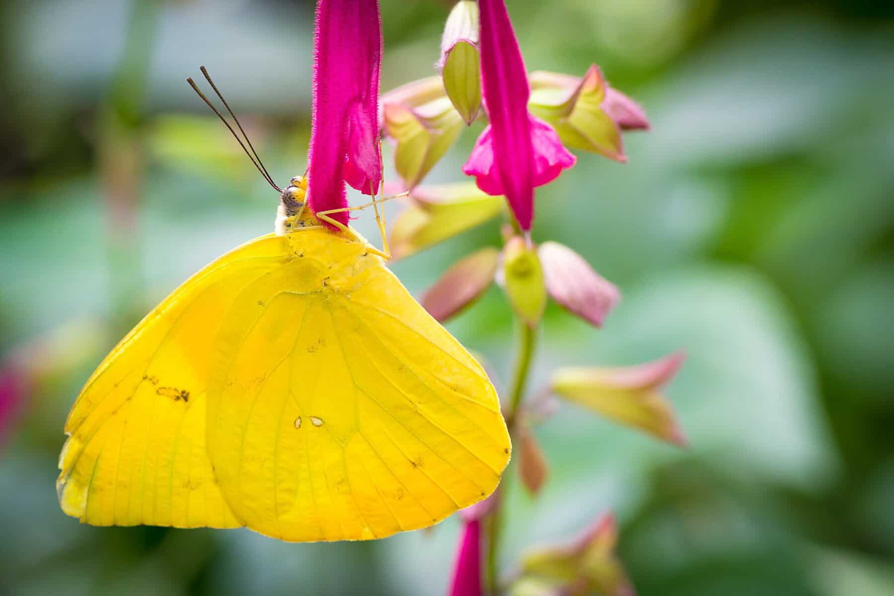 A cloudless sulphur butterfly, one of the 240-plus species recorded at the National Butterfly Center in Mission, Texas