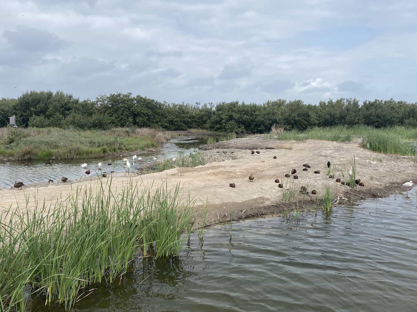 Coastal marsh and shorebirds along the Laguna Madre, South Padre Island