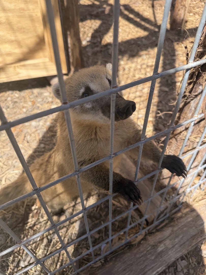 Coatimundi at Huddin Homestead Fun Farm in Rockwall, Texas