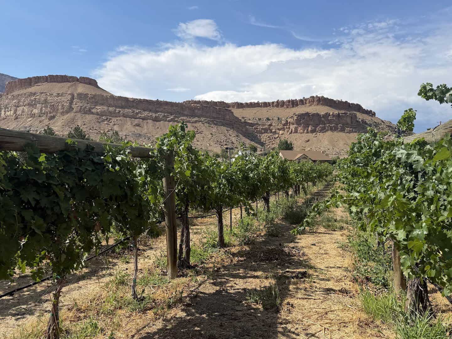 Vineyard rows below the Book Cliffs mesa at Colterris Winery in Palisade, Colorado
