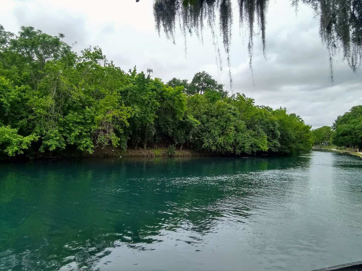 Comal River bending around a tree-covered island at Hinman Island Park