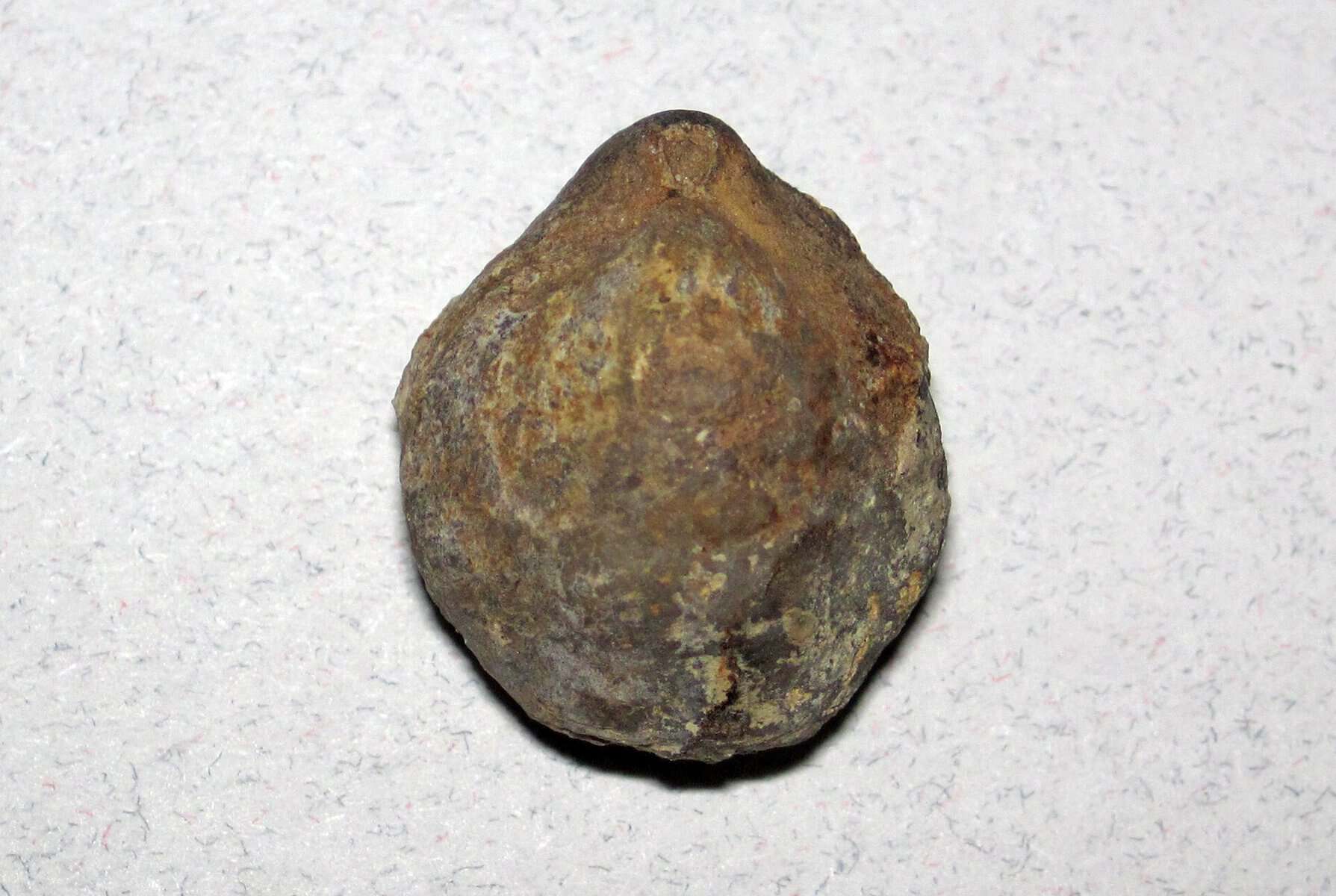A fossil brachiopod shell, Composita, from the Pennsylvanian period