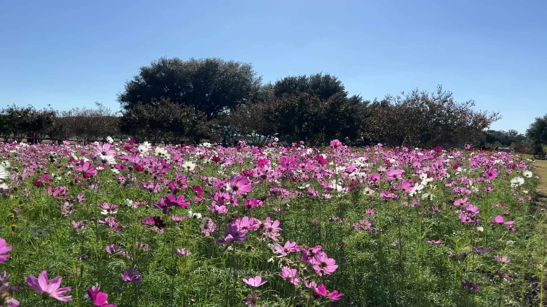 Field of pink and white cosmos in bloom at Wildseed Farms in Fredericksburg