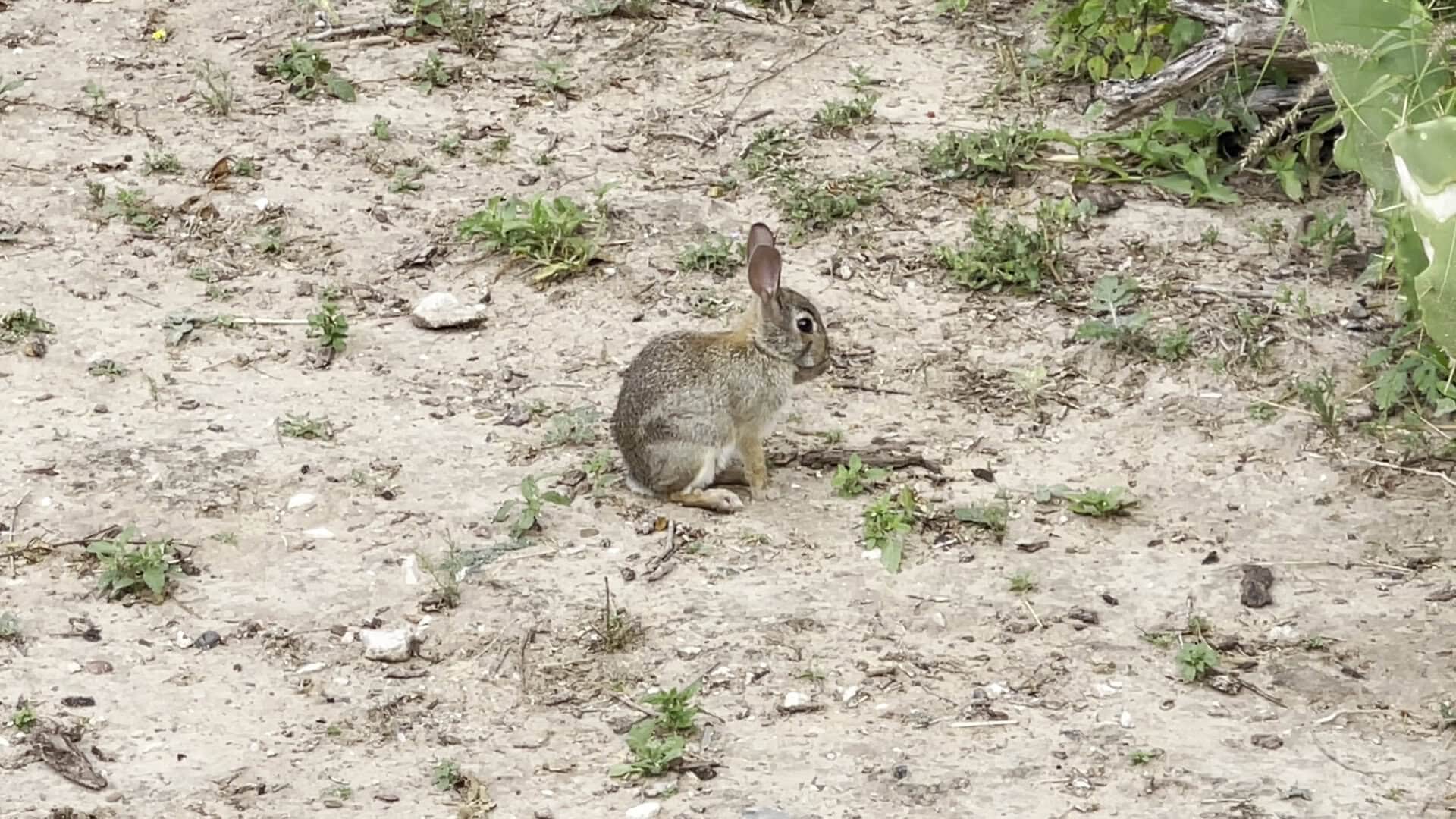 Cottontail rabbit along a trail at the McAllen Nature Center