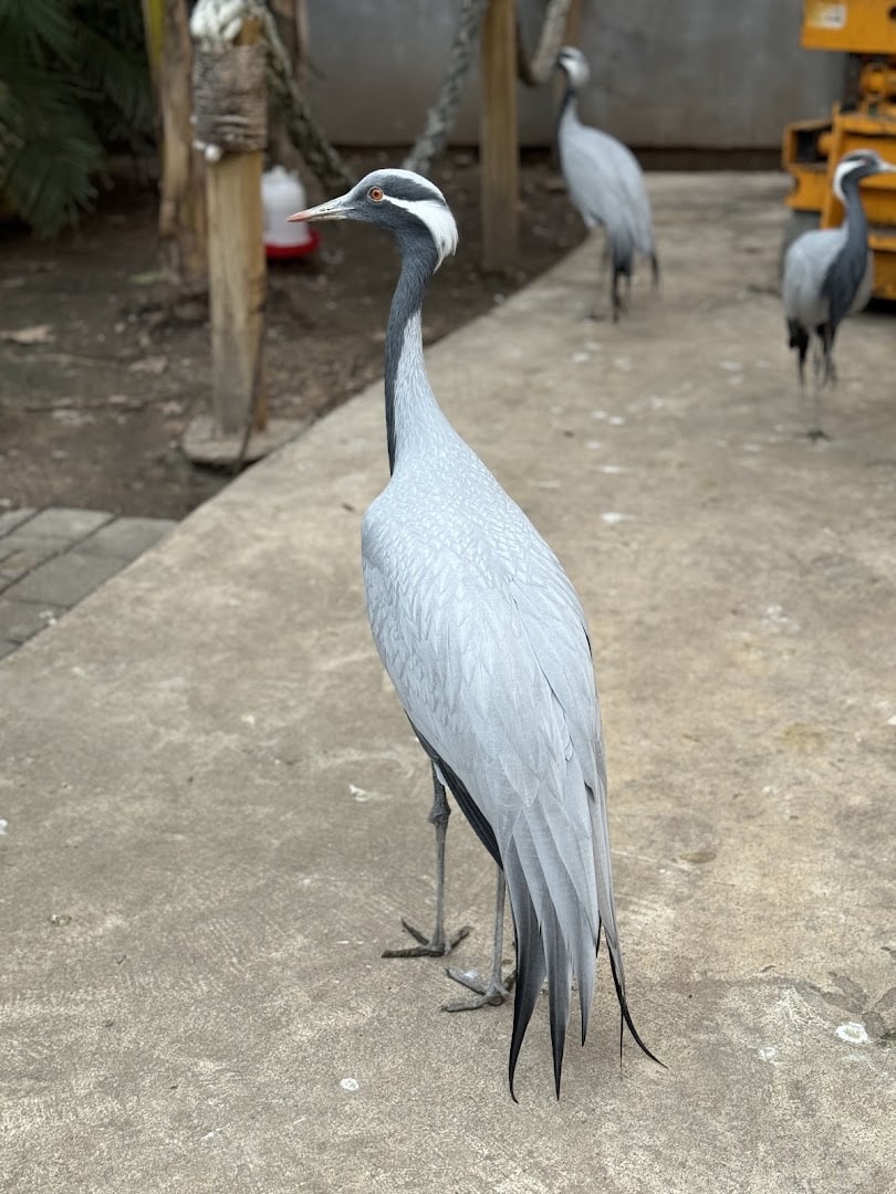 A demoiselle crane at the Houston Interactive Aquarium and Animal Preserve