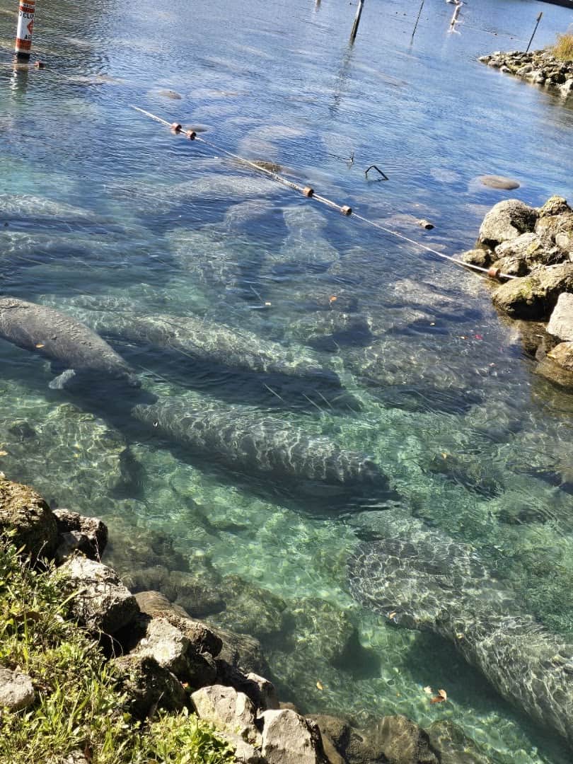 Manatees resting in the clear water of Three Sisters Springs, Crystal River, Florida