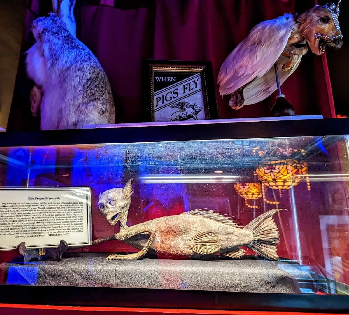 Preserved specimen in a glass case at Curia Arcanum's House of Curiosities in Austin, Texas