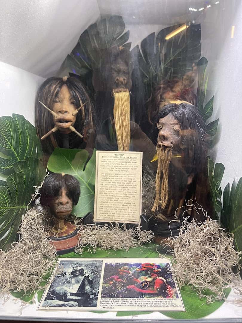 Shrunken head oddity on display at Curia Arcanum's House of Curiosities in Austin, Texas
