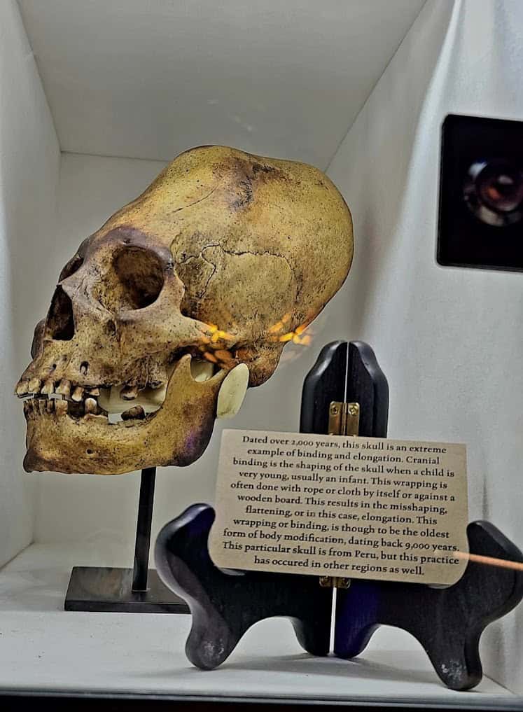 Human skull specimen on display at Curia Arcanum's House of Curiosities in Austin, Texas